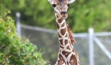 US Zoo Names Giraffe, Njeri after netizens suggested the name