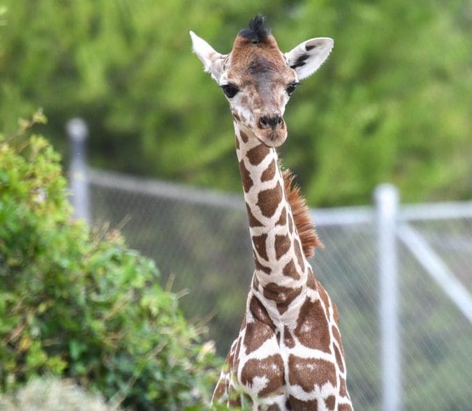 US Zoo Names Giraffe, Njeri after netizens suggested the name