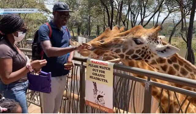 Coolest Experience Feeding Majestic Giraffes In Kenya.