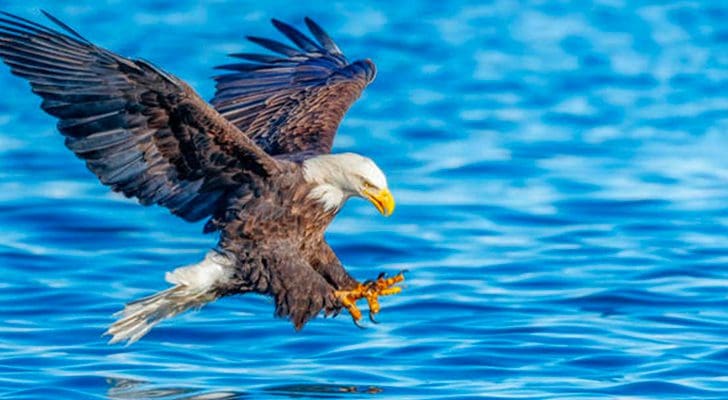 Being Like An Eagle: Vision That Sees Far, Do Things Differently