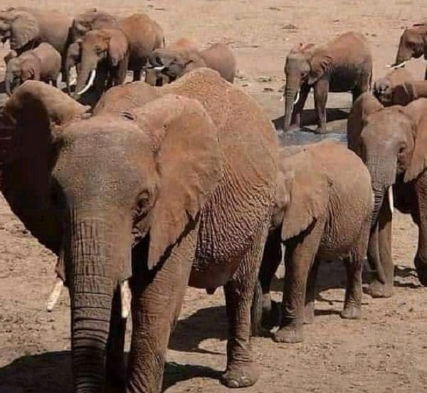 Elephants to be flown from Europe to Kenya
