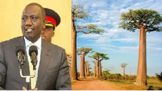 Ruto Intervenes In Baobab Trees Export Deal to US